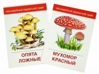 Раздаточные карточки "Грибы съедобные и не съедобные" - «globural.ru» - Санкт-Петербург