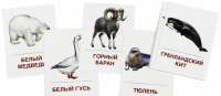 Раздаточные карточки "Животные холодных широт" - «globural.ru» - Санкт-Петербург