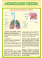 Стенд "Дыхательная система" - «globural.ru» - Санкт-Петербург