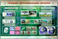 Электрифицированный стенд "Уровни организации жизни" - «globural.ru» - Санкт-Петербург
