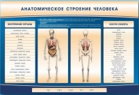 Электрифицированный стенд-тренажер c макетом скелета "Анатомическое строение человека" - «globural.ru» - Санкт-Петербург