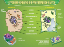 Стенд "Строение животной и растительной клеток" - «globural.ru» - Санкт-Петербург