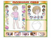 Стенд маркерный "Познаю себя" (тело, голова, органы чувств) - «globural.ru» - Санкт-Петербург