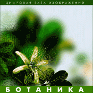 Ботаника. (Цифровая база изображений) - «globural.ru» - Санкт-Петербург