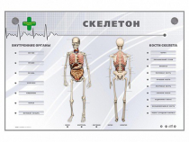 Электрифицированный стенд-тренажер "Скелетон" - «globural.ru» - Санкт-Петербург