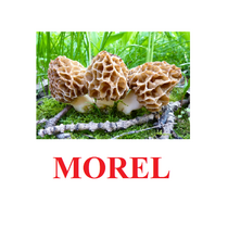 "Mushrooms" ("Грибы") английские карточки Домана - «globural.ru» - Санкт-Петербург