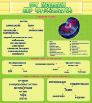 Стенд "От клетки до организма" - «globural.ru» - Санкт-Петербург