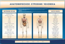 Электрифицированный стенд-тренажер c макетом скелета "Анатомическое строение человека" - «globural.ru» - Санкт-Петербург