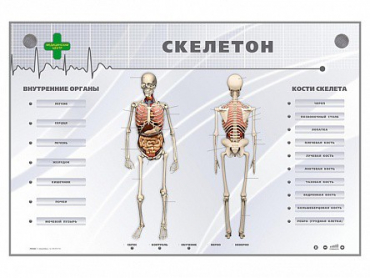 Электрифицированный стенд-тренажер "Скелетон" - «globural.ru» - Санкт-Петербург