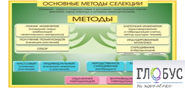 Стенд "Методы селекции и биотехнологии" - «globural.ru» - Санкт-Петербург