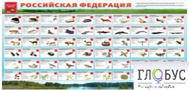Стенд "Красная книга РФ" - «globural.ru» - Санкт-Петербург