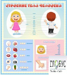 Стенд "Строение человека" для детей - «globural.ru» - Санкт-Петербург