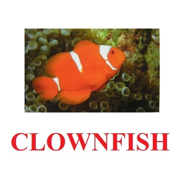 "Fish" ("Рыбы") английские карточки Домана - «globural.ru» - Санкт-Петербург